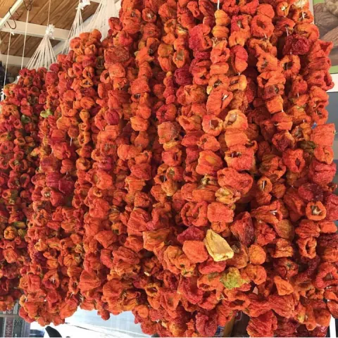 Antep getrocknete milde Paprika zum Füllen – 1 Bund (45–50 Stück)